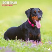 Doberman - Kalender 2022