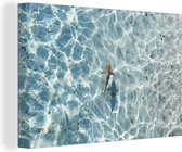 Canvas Schilderij Haai in ondiep water - 60x40 cm - Wanddecoratie
