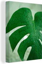 Canvas Schilderij Close-up van druppels op een blad van kaas plant (Monstera deliciosa) - 60x80 cm - Wanddecoratie