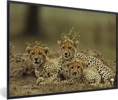 Fotolijst incl. Poster - Jonge cheetah welpen - 60x40 cm - Posterlijst