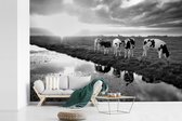 Behang - Fotobehang Koeien tijdens een zonsondergang - zwart wit - Breedte 420 cm x hoogte 280 cm