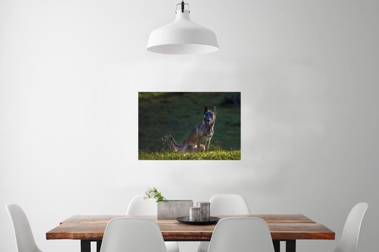 Un Malinois veille sur son pâturage Poster 90x60 cm - Tirage photo sur Poster (décoration murale salon / chambre) / Poster Animaux domestiques