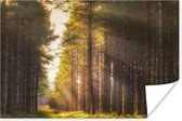 Zonnestralen langs hoge bomen Poster 90x60 cm - Foto print op Poster (wanddecoratie woonkamer / slaapkamer) / Bomen Poster