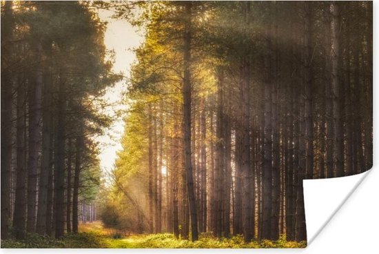 Zonnestralen langs hoge bomen Poster 60x40 cm - Foto print op Poster (wanddecoratie)
