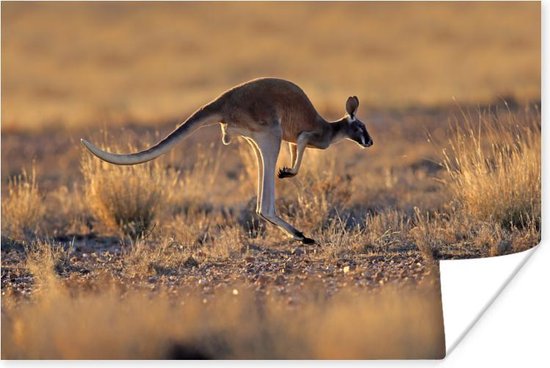 Springende kangoeroe warme gloed Poster 90x60 cm - Foto print op Poster (wanddecoratie woonkamer / slaapkamer) / Wilde dieren Poster