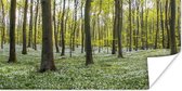 Foto van bos in de lente Poster 80x40 cm - Foto print op Poster (wanddecoratie woonkamer / slaapkamer) / Bomen Poster
