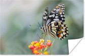 Pages vlinder op bloem Poster 120x80 cm - Foto print op Poster (wanddecoratie)