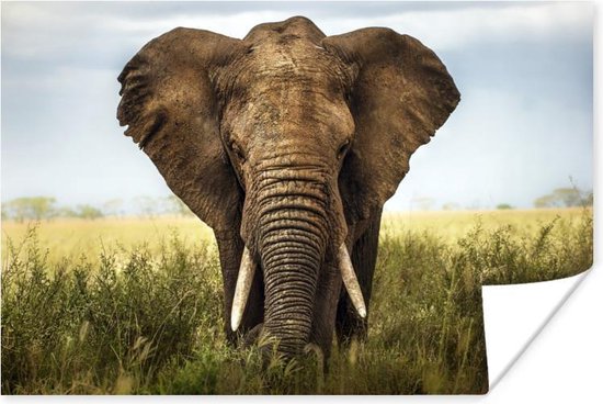 Poster Afrikaanse olifant vooraanzicht