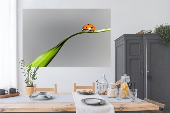 Poster Coccinelle printanière sur herbe 150x75 cm - Tirage photo sur Poster (décoration murale salon / chambre) / Poster Animaux