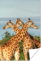Giraffen in Oeganda Poster 80x120 cm - Foto print op Poster (wanddecoratie woonkamer / slaapkamer) / Afrika Poster