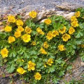 6x Potentilla aurea - Ganzerik - Pot 9x9 cm