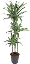 Kamerplant van Botanicly – Drakenboom – Hoogte: 140 cm – Dracaena fragr. Warneckii