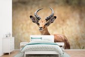 Papier peint vinyle - Une gazelle regarde en arrière droit dans la caméra largeur 360 cm x hauteur 240 cm - Tirage photo sur papier peint (disponible en 7 tailles)