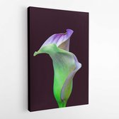Gloeiende neon groene violet calla bloesem, donkerrode achtergrond, fine art stilleven kleur macro, enkele gedetailleerde getextureerde bloei, vintage schilderstijl - moderne kunst