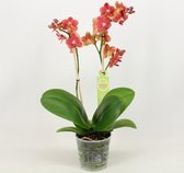 Orchidee van Botanicly – Vlinder orchidee – Hoogte: 40 cm, 2 takken – Phalaenopsis