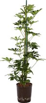 Plant in hydrocultuur systeem van Botanicly: Vingersboom met weinig onderhoud – Hoogte: 105 cm – Schefflera arboricola