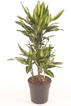 Kamerplant van Botanicly – Drakenboom – Hoogte: 100 cm – Dracaena fragr. Cintho