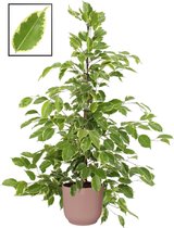 Mama's Planten - Ficus Benjamina ‘Golden King’ In ELHO Vibes Fold Rond Sierpot  (delicaat Roze) - Vers Van De Kweker - ↨ 105cm - ⌀ 22cm
