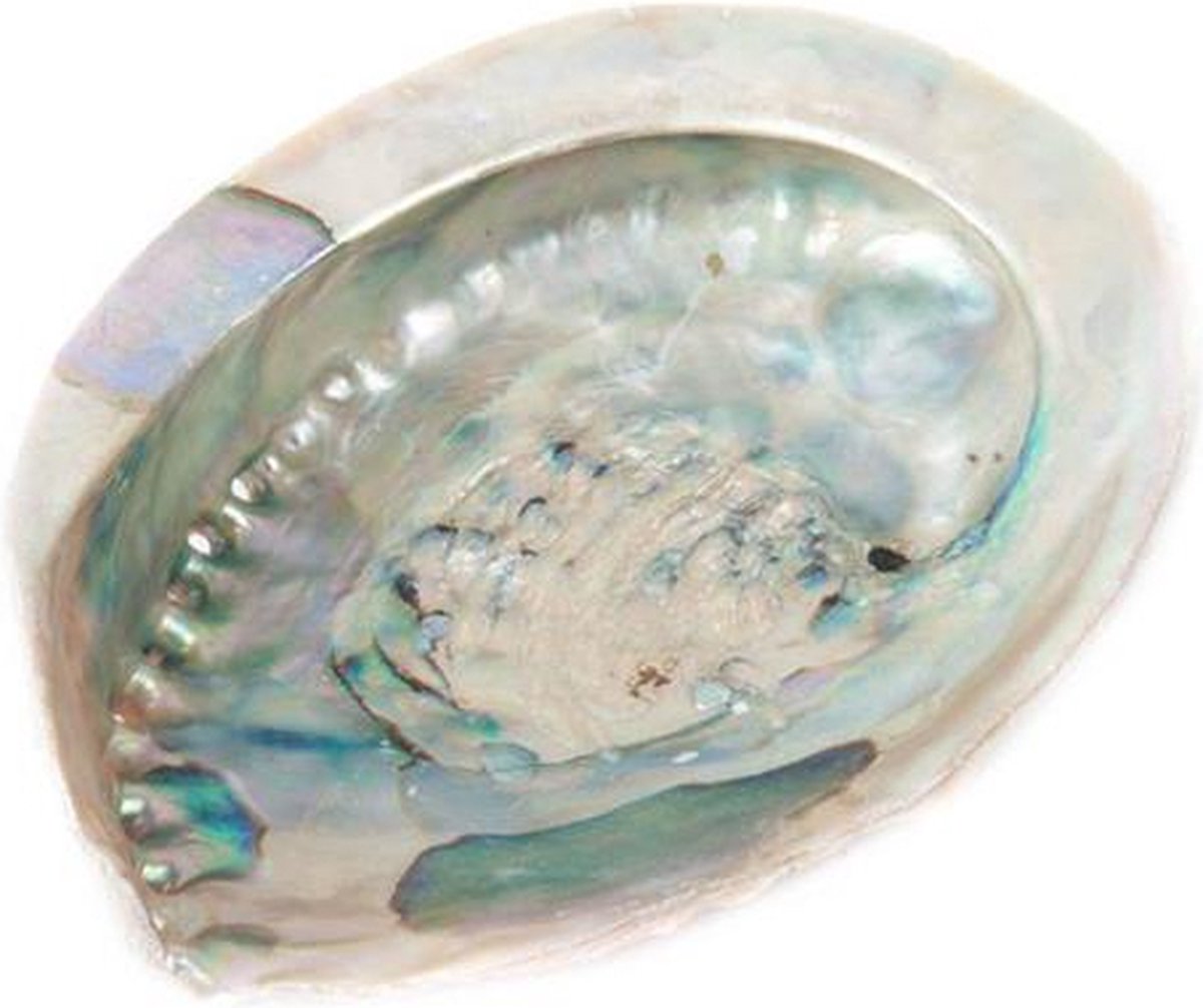 Abalone schelp ± 10-12cm - Licht blauwgroen