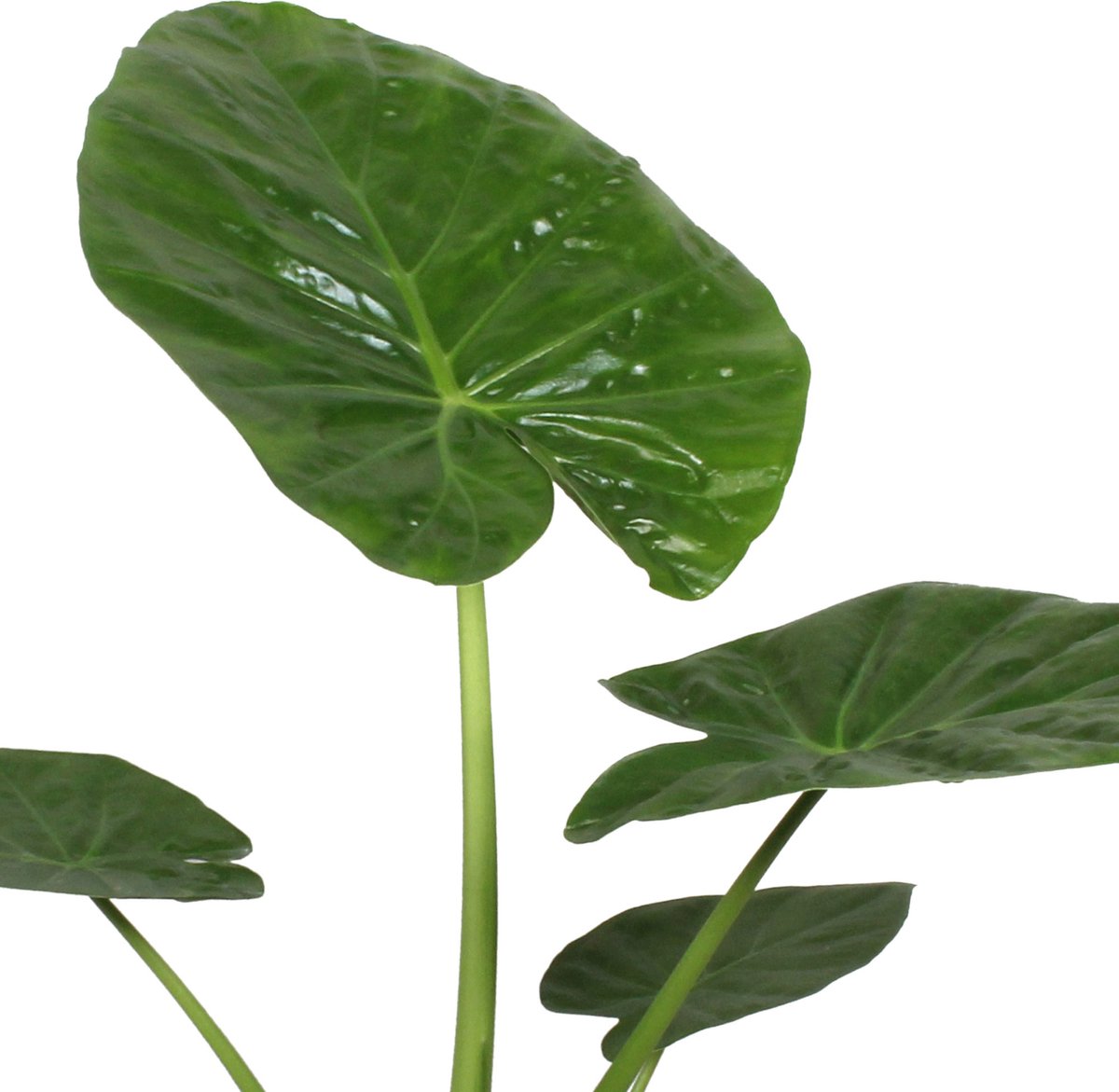 Alocasia macrorrhizos