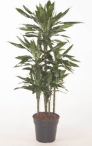 Kamerplant van Botanicly – Drakenboom – Hoogte: 120 cm – Dracaena Janet Lind