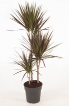 Kamerplant van Botanicly – Drakenboom – Hoogte: 115 cm – Dracaena Marginata Magenta