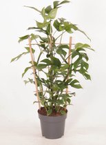 Kamerplant van Botanicly – Gatenplant – Hoogte: 60 cm – Monstera minima