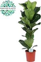 Kamerplant van Botanicly – Vioolplant in sierpot 1 als set – Hoogte: 115 cm – Ficus Lyrata