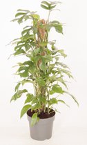 Kamerplant van Botanicly – Gatenplant – Hoogte: 80 cm – Monstera minima