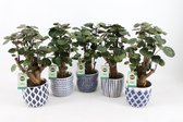 Kamerplanten van Botanicly – 5 × Polyscias Fabian in gevormde keramiek pot als set – Hoogte: 35 cm