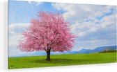 Artaza Glasschilderij - Roze Sakura Bloesem Boom In Het Groene Veld - 120x60 - Groot - Plexiglas Schilderij - Foto op Glas