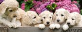 Dimex Labrador Puppies Vlies Fotobehang 375x150cm 2-delen