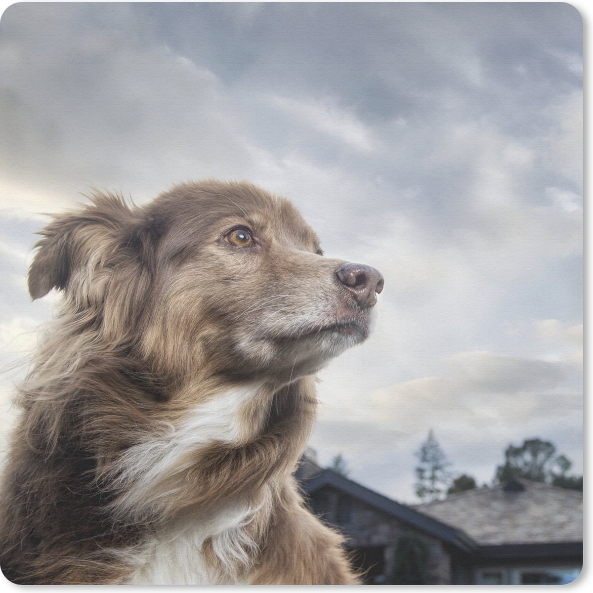 Muismat 30x30 cm - Mousepad Starende hond - Muismatten