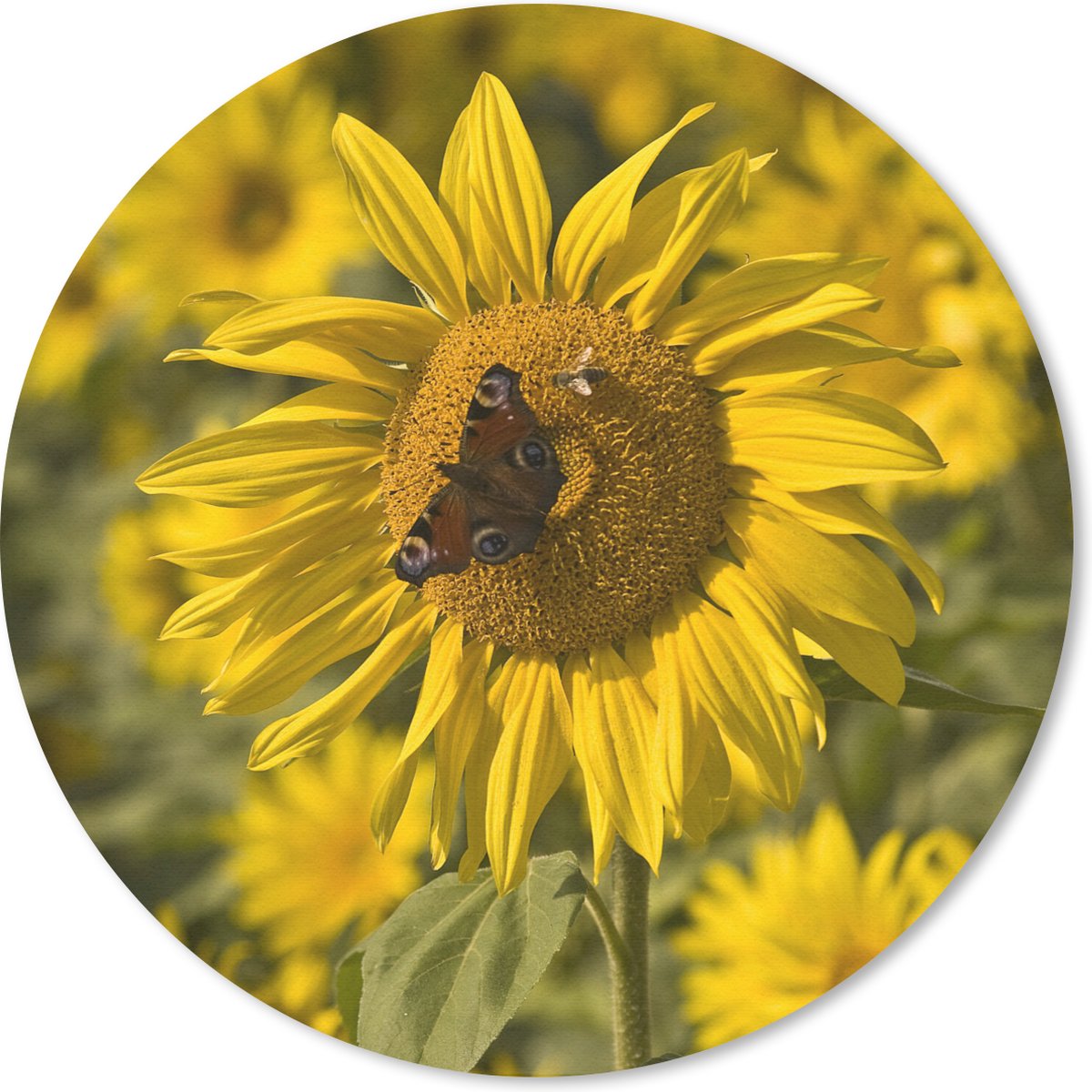 Muismat rond 30x30 cm - Mousepad Dagpauwoog vlinder op een zonnebloem - Ronde muismatten