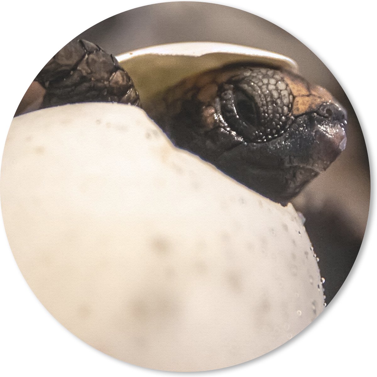 Muismat rond 30x30 cm - Mousepad Schildpad - Baby - Ei - Ronde muismatten