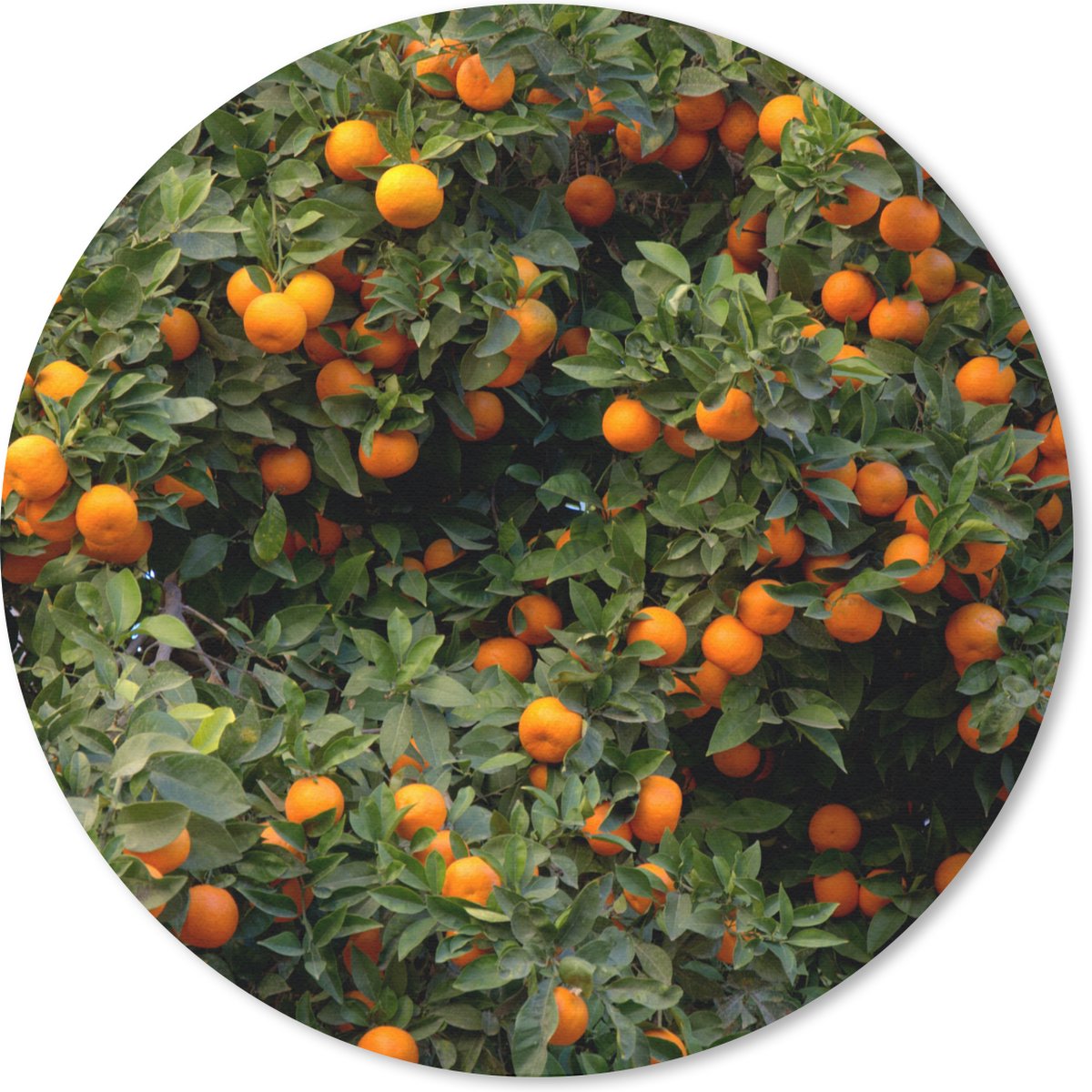 Muismat rond 50x50 cm - Mousepad Sinaasappel - Boom - Fruit - Ronde muismatten