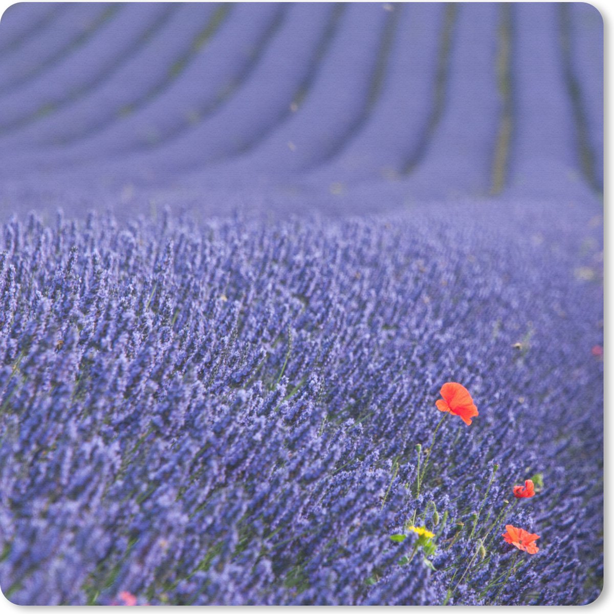 Muismat 20x20 cm - Mousepad Lavendel - Klaproos - Bloemenweide - Muismatten