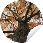 Tuincirkel Amerikaanse kastanjeboom tijdens de herfst - 90x90 cm - Ronde Tuinposter - Buiten