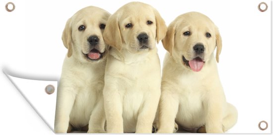 Drapeau De Jardin D'été, Drapeau De Bienvenue D'été, 30,5 X 45,7 Cm, Double Face, Motif Chien Golden Retriever, Petit Tournesol, Drapeau De Cour Pour