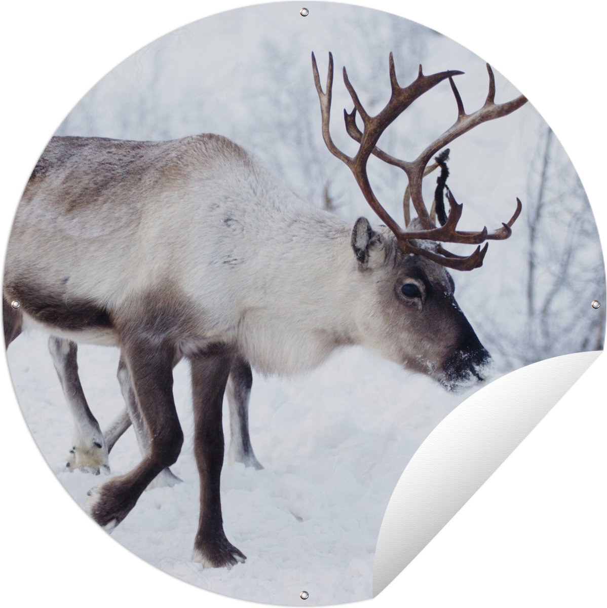 Tuincirkel met kerstfoto van rendieren langs wegen in Finse Kilpisjarvi - 60x60 cm - Ronde Tuinposter - Buiten