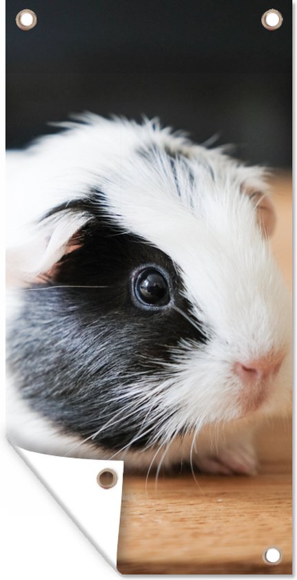 Tuinposter Close-up van een gevlekte baby cavia - 30x60 cm - Tuindoek - Buitenposter