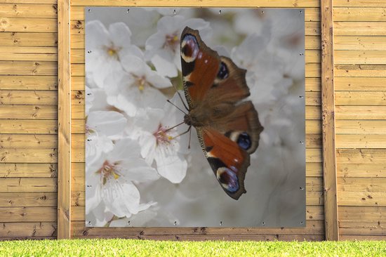 Poster Jardin Papillon paon sur fleur de cerisier - 200x200 cm - Toile jardin - Poster extérieur