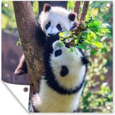 Tuinposters Panda's - Boom - Natuur - 50x50 cm - Tuindoek - Buitenposter