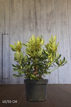 10 stuks | Rhododendron Nova Zembla Pot 40-50 cm Extra kwaliteit | Standplaats: Half-schaduw | Latijnse naam: Rhododendron Nova Zembla