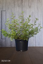10 stuks | Heesterganzerik 'Abbotswood' Pot 30-40 cm - Bladverliezend - Bloeiende plant - Geschikt als lage haag - Weinig onderhoud
