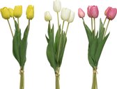 Tulpen boeket H49cm Verpakt in papier (1 stuk) assorti