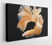 Canvas schilderij - Rhythmic of Betta fish, siamese fighting fish betta splendens (Halfmoon Yellow betta ),isolated on black background  -     723542407 - 115*75 Horizontal