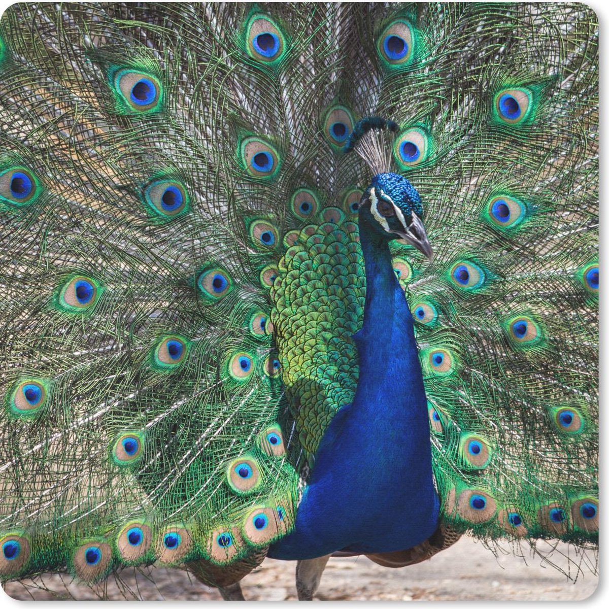 Muismat 20x20 cm - Mousepad Pauwenveren - Groen - Blauw - Muismatten