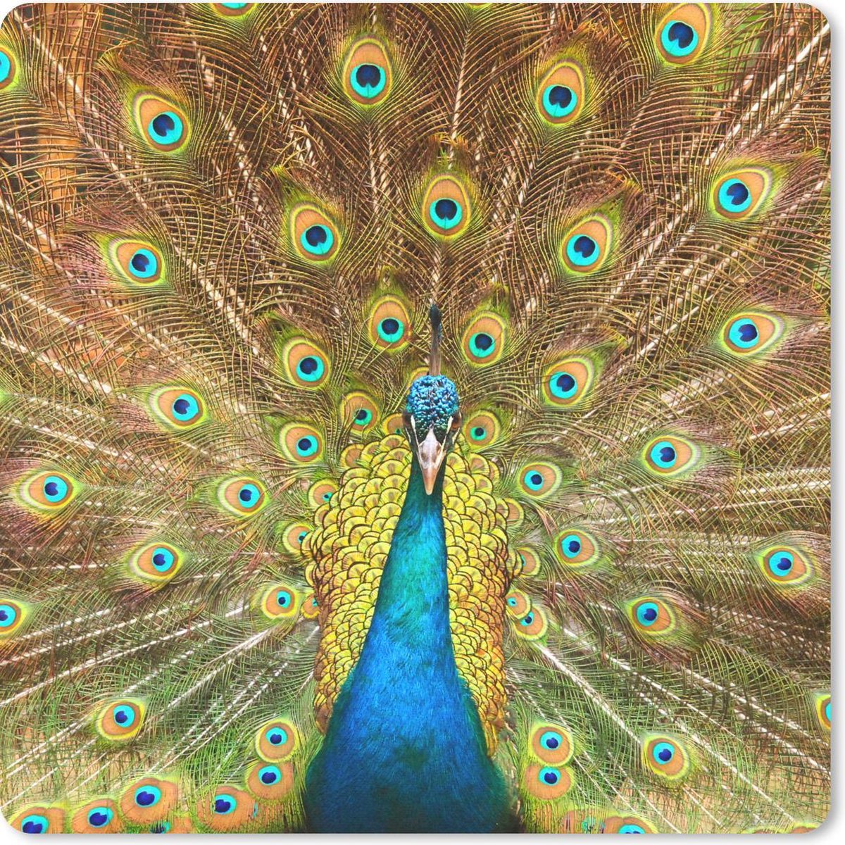 Muismat 20x20 cm - Mousepad Pauwenveren - Vogel - Blauw - Muismatten