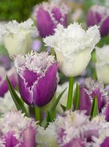 40x Tulpen 'Cummins & daytona gemengd'  bloembollen met bloeigarantie